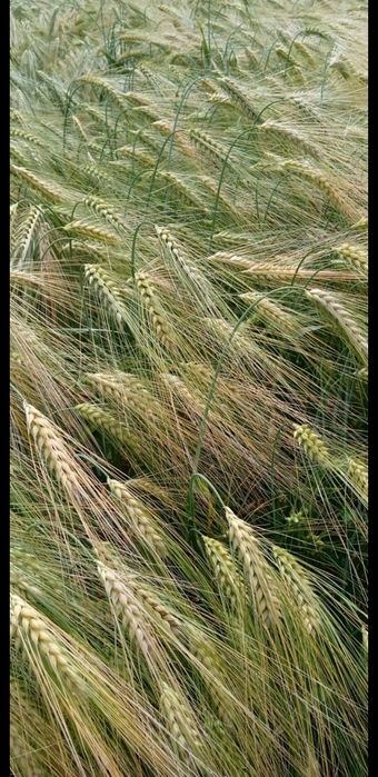 Семена ячменя Атлин