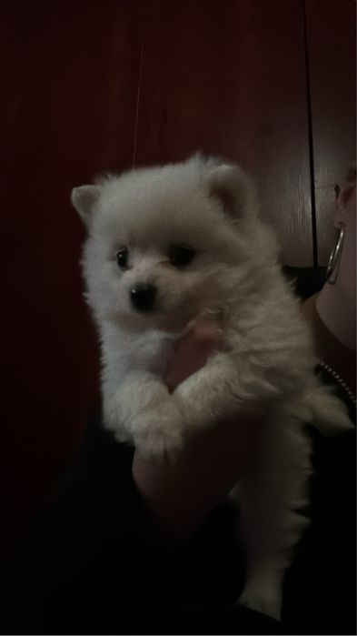 Pomeranian Ursuleti