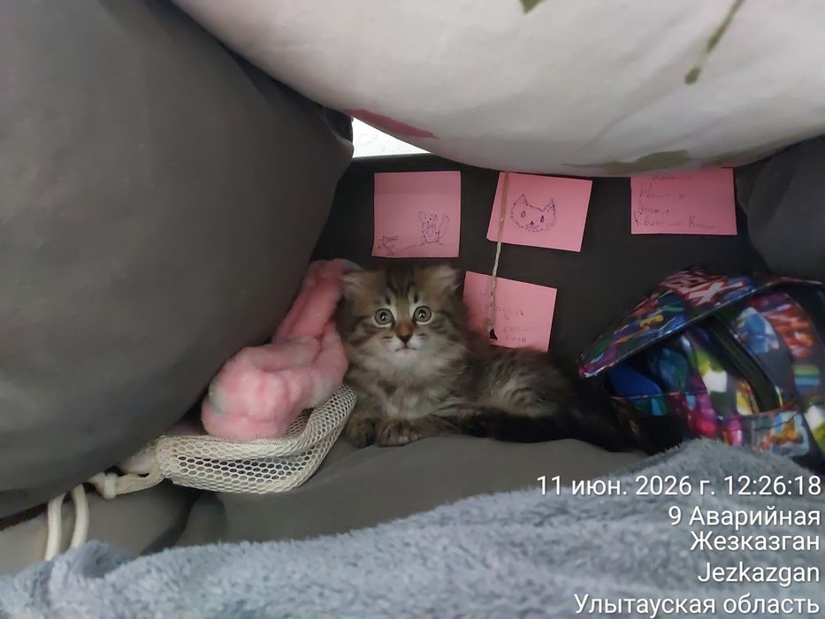 Продам вислоухую красивую девочку