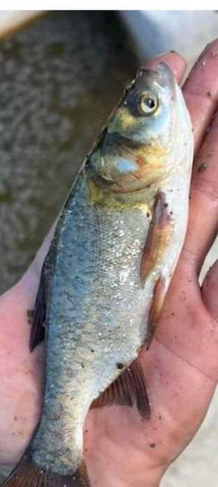 Зарибителен материал толостолоб