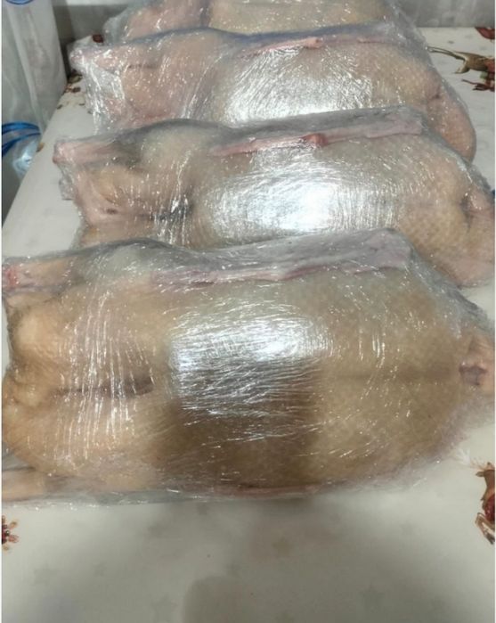 Гуси домашние порода Линда 4000кг