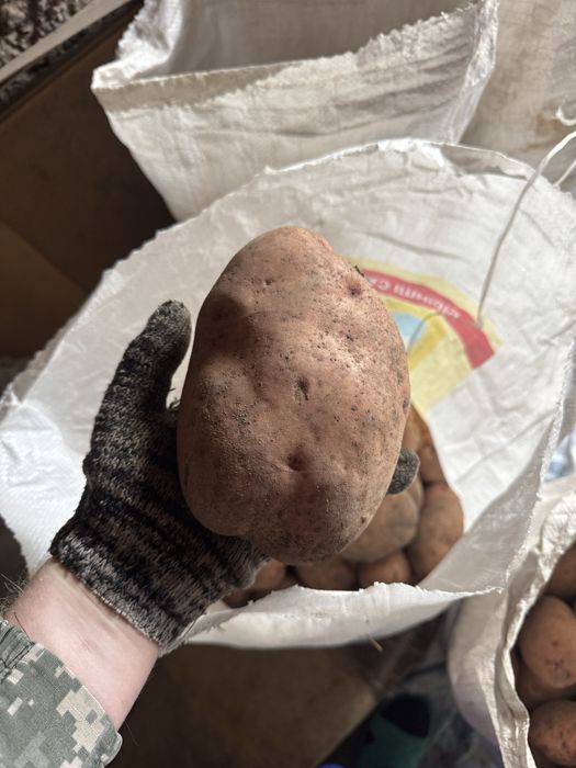 Картофель домашний едавой! Сорт славянка