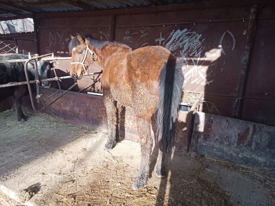 Байтал сатылады 3 жасар
