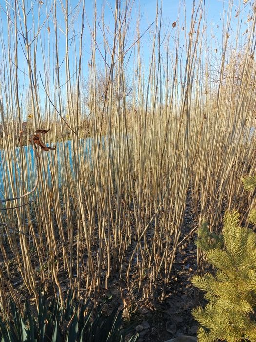 Тополь терек,(Калифория тергегі)