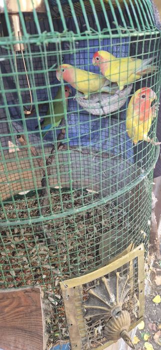 Qushlar sotilat 4 dona