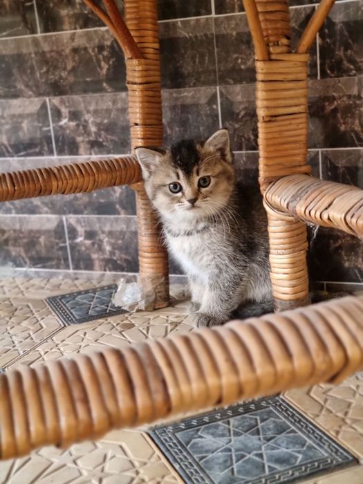 Серебристый шиншила