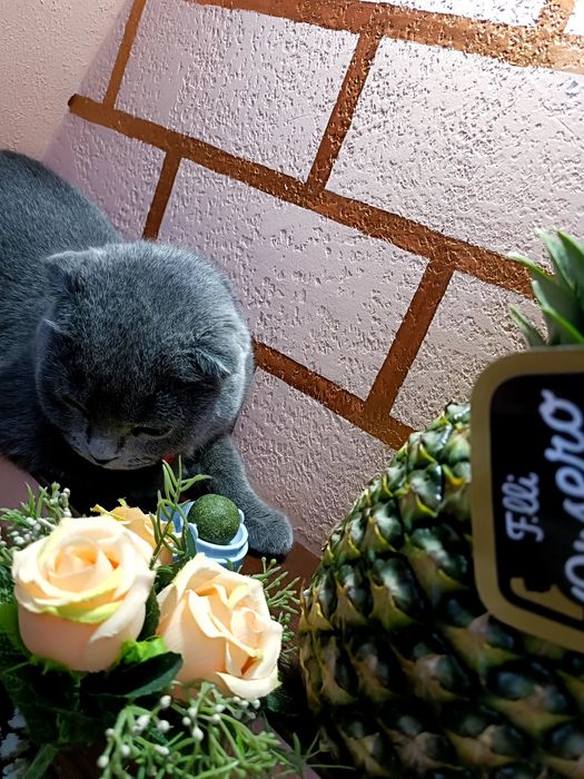 Britanskiy mushuk sotiladi