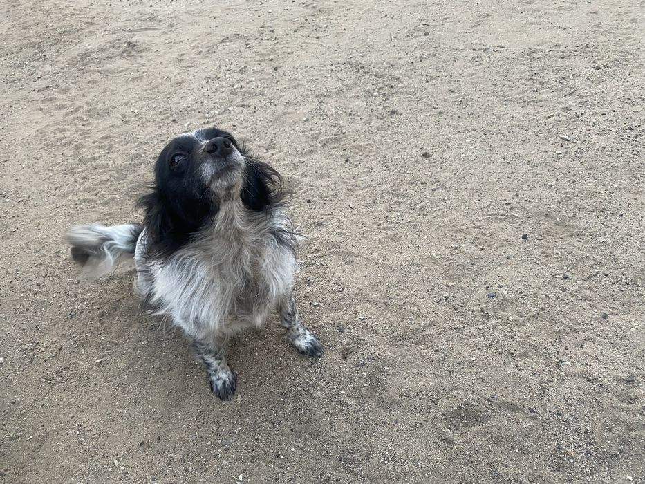 Отдам срочно собачиххххх