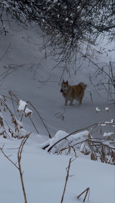 Продам ЛАЙКУ ЗСЛ щенок
