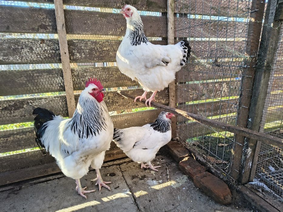 Găini sussex de vânzare