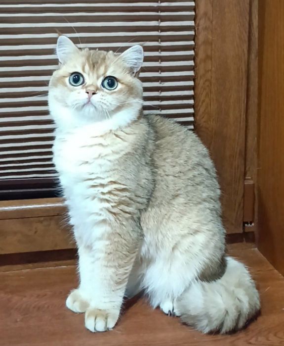 Британские коты шиншиллы