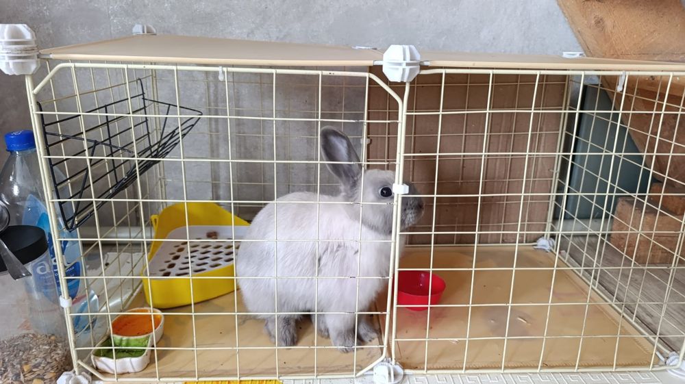 Продам крольчиху породы Минор