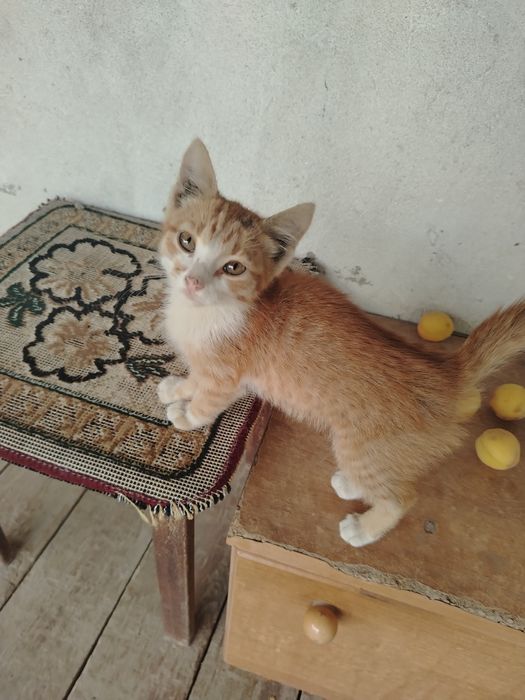 Котенок ищет дом