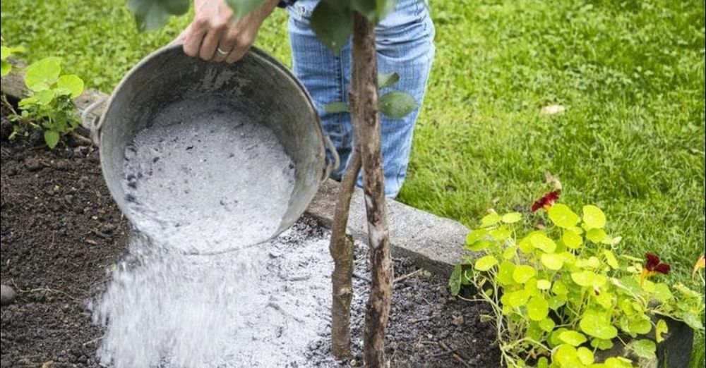 Vand fertilizator natural CENUȘĂ