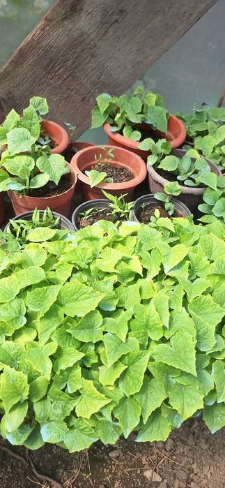 Vand rasaduri romanesti de rosii Rila si castraveti Cornichon