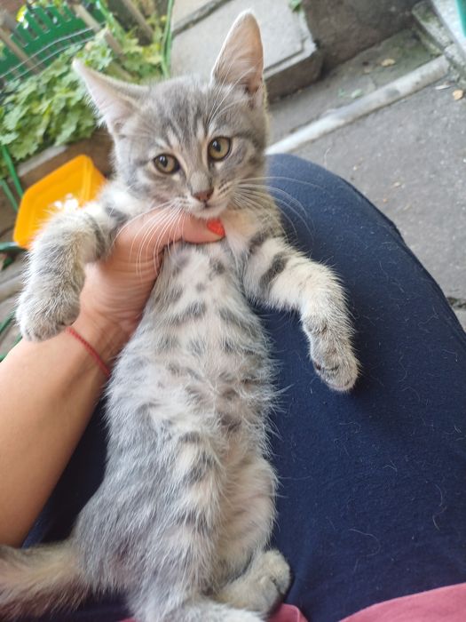 Женски гальовни котета си търсят дом