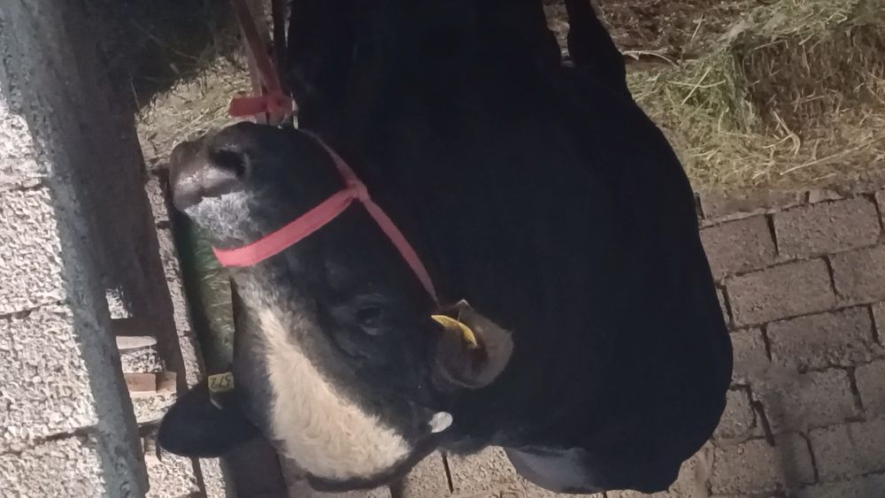 Zotdor buqa sotiladi 2 yosh