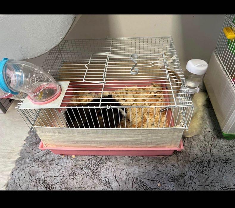 Морско свинче с клетка