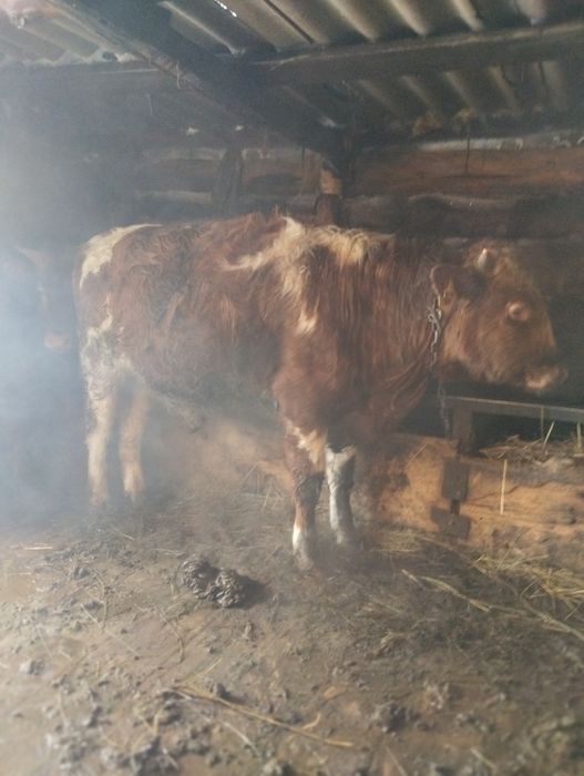 Продам быка 480000