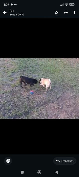 Самые чудесные мопсы