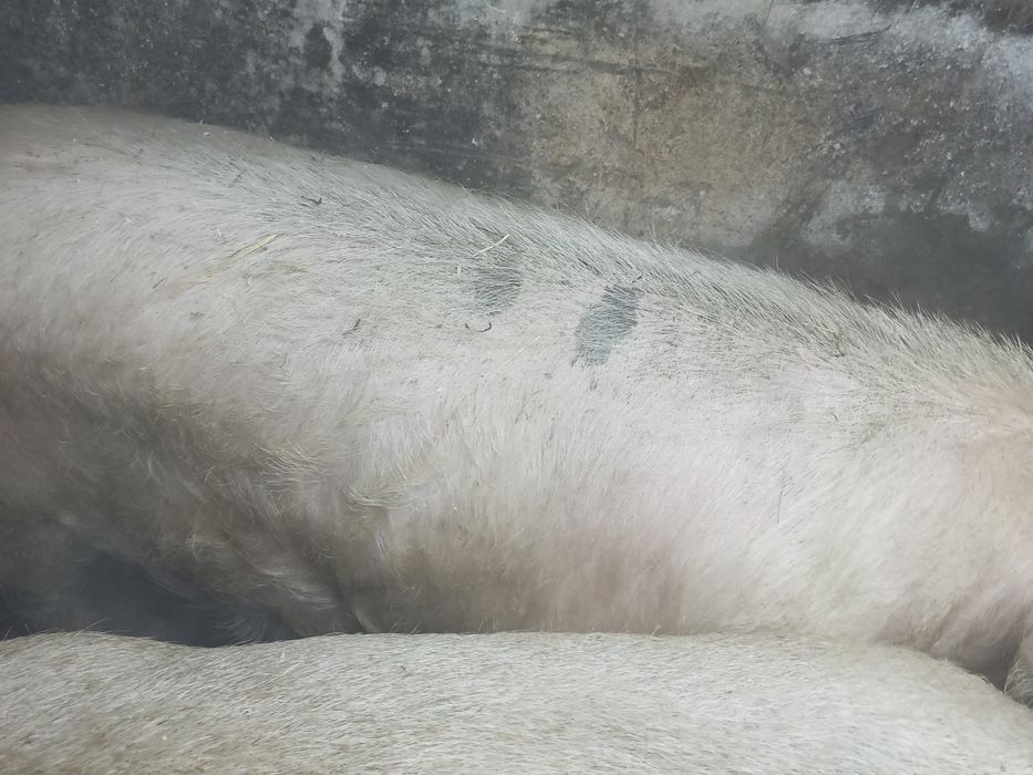 Кабан производитель