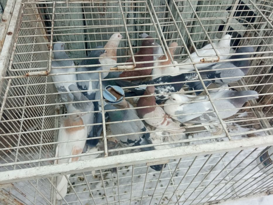 Голуби голуби голуби