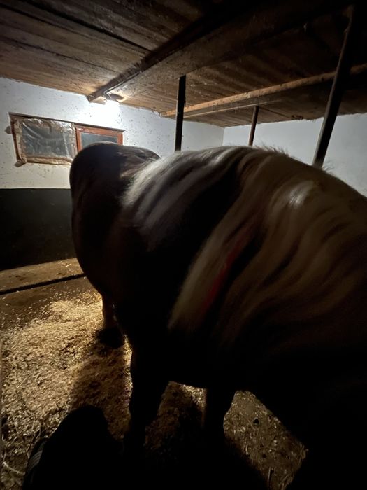 Manz de 2 ani invatat la faiton