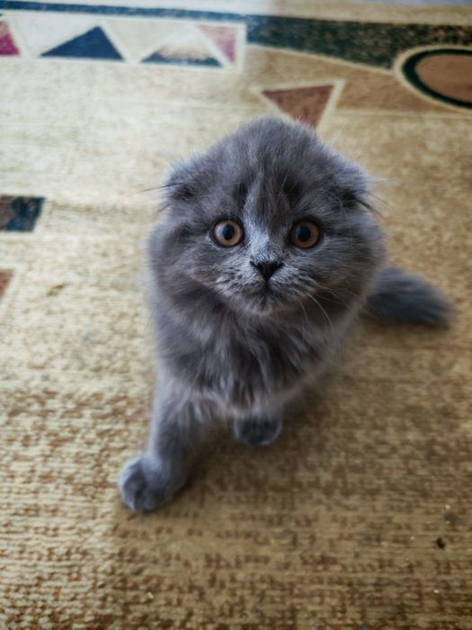 Продаётся котёнок