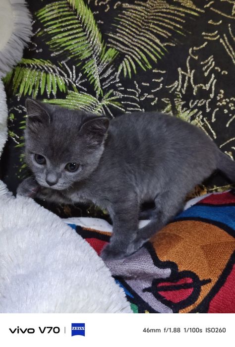Котёнок в хорошую семью