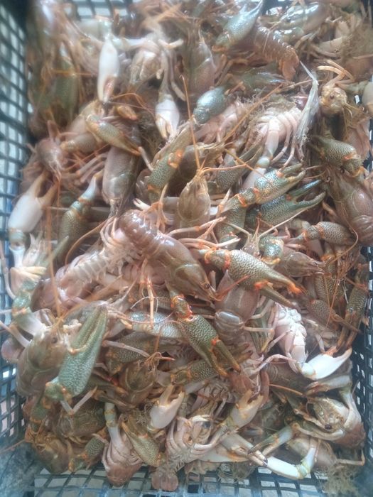 Раки свежие, бычки
