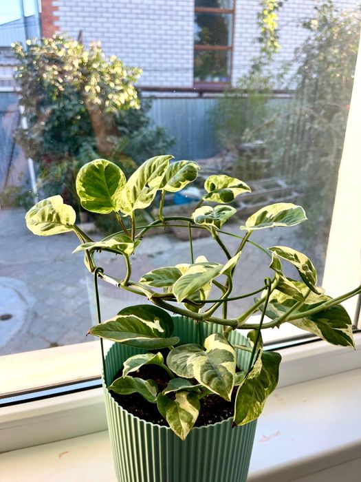 Продам цветы