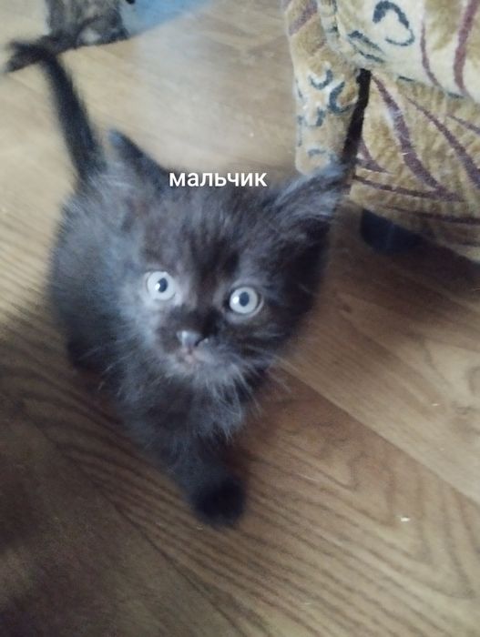 Персидские котята