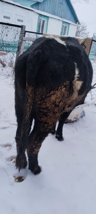 Продам        бычка