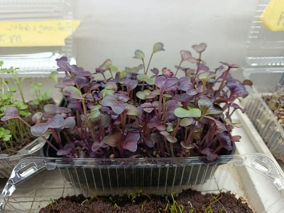 Микрозелин у'стирамиз