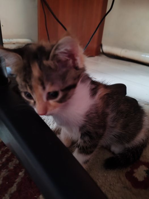 Котята. Отдам в добрые руки