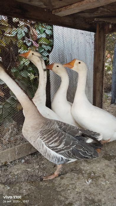 G'ozlar sotiladi 320 ming sõmdan