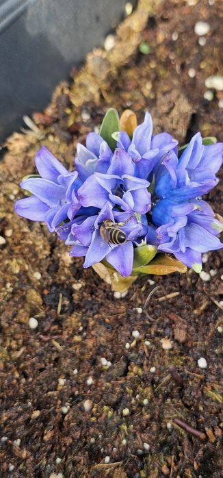 Stupina Caramet - Miere de tei, salcâm și polifloră 100% naturală