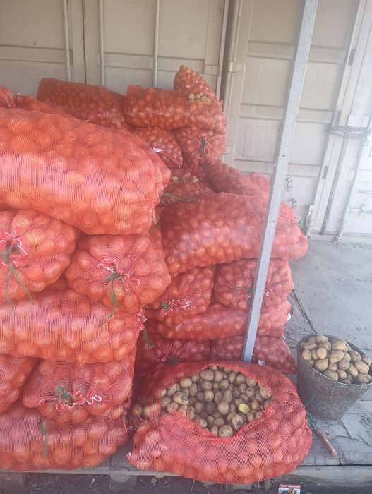 Домашняя картошка семенная сорт гала