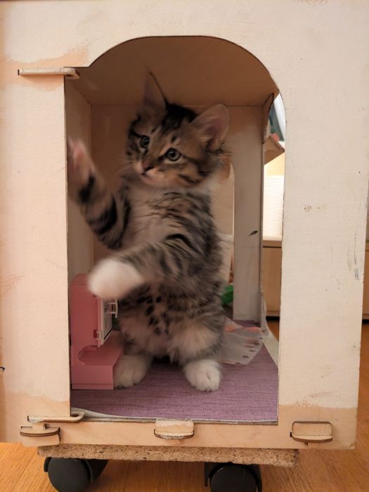 Котята курильский бобтейл