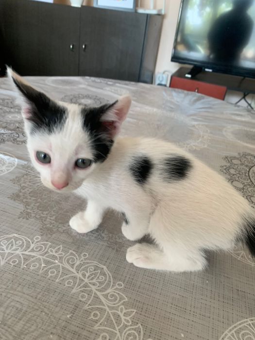 Подарявам котенца