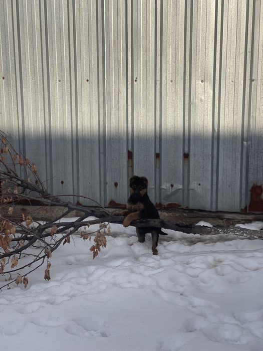 Немецкая овчарка (щенок)