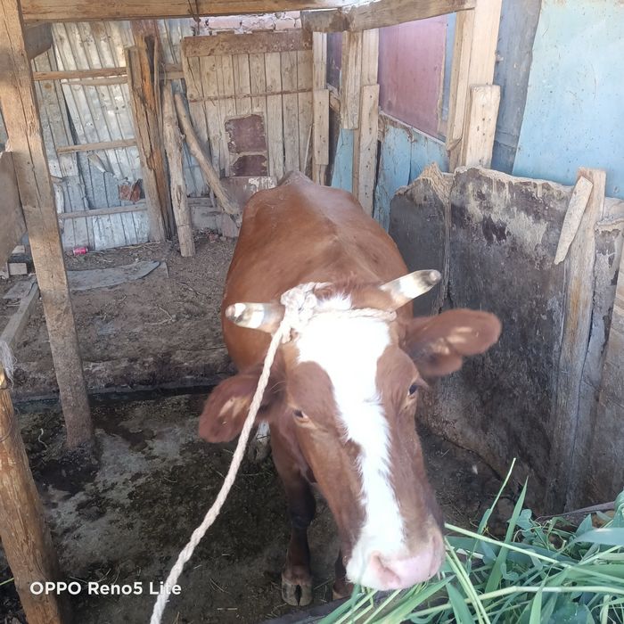 Сиыр сатылады ...