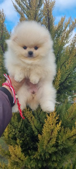 Померан  мини померанче