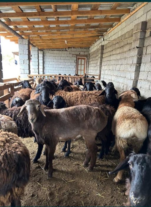 Қошқар-Қой бар