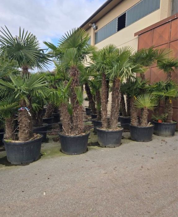 Palmieri rezistenti la iarna la pret minim garantat oriunde in tara