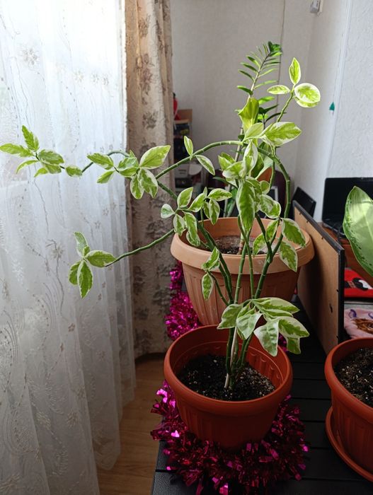 Продам комнатные цветы