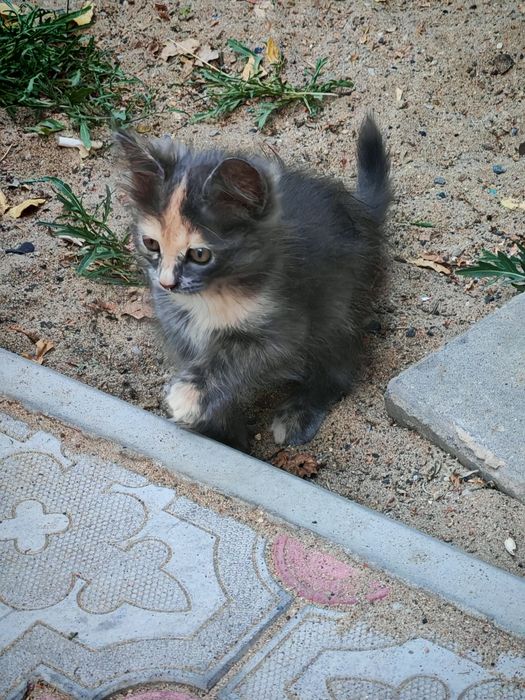 Отдам котят в добрые руки