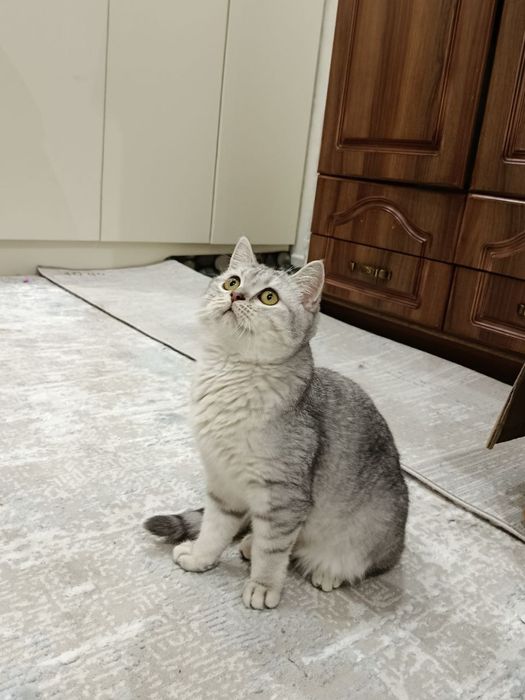 British chinchilla mushuk sotiladi