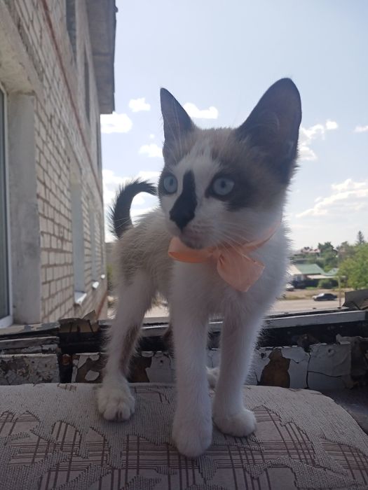 Отдам в хорошие руки