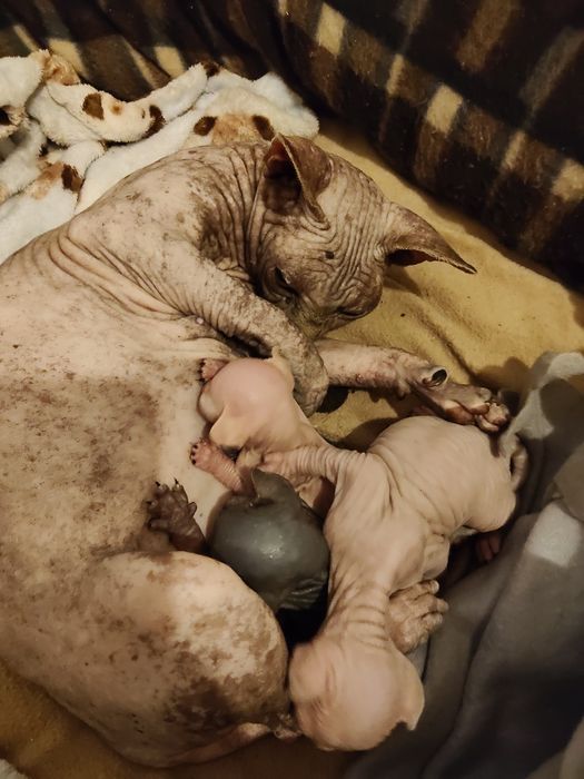 Sphinx Imperial Persan